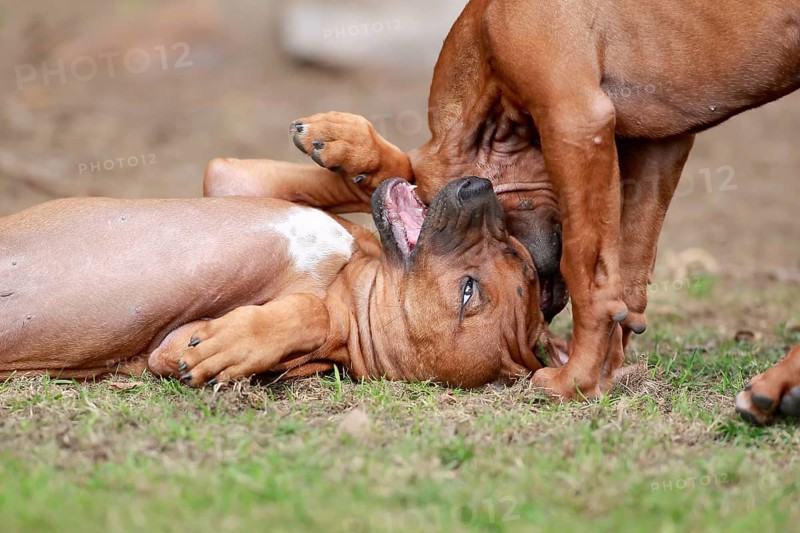 Rhodesian Ridgeback
