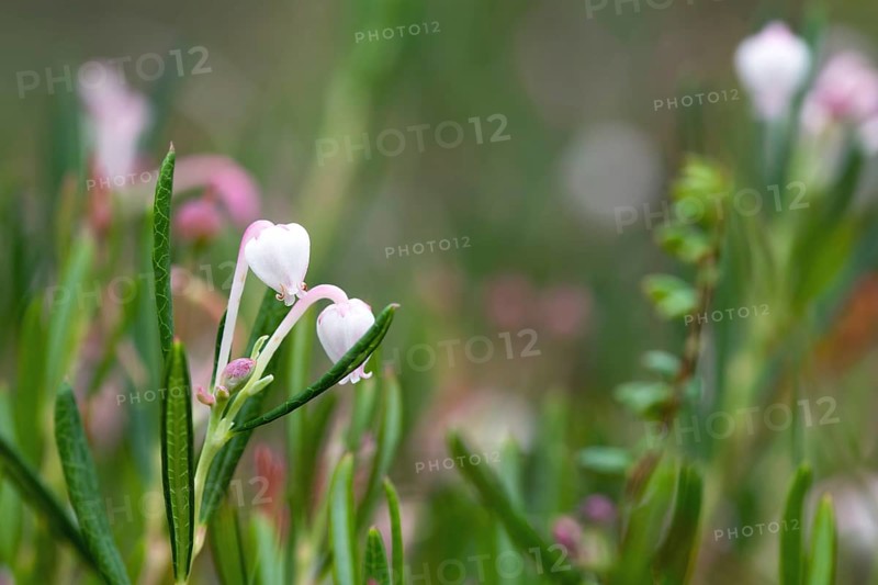Bog rosemary