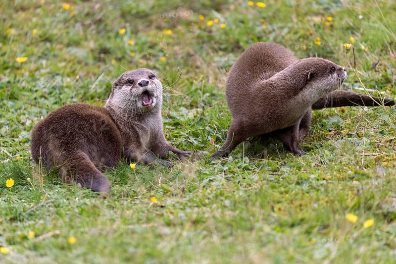 Oriental small clawed otter