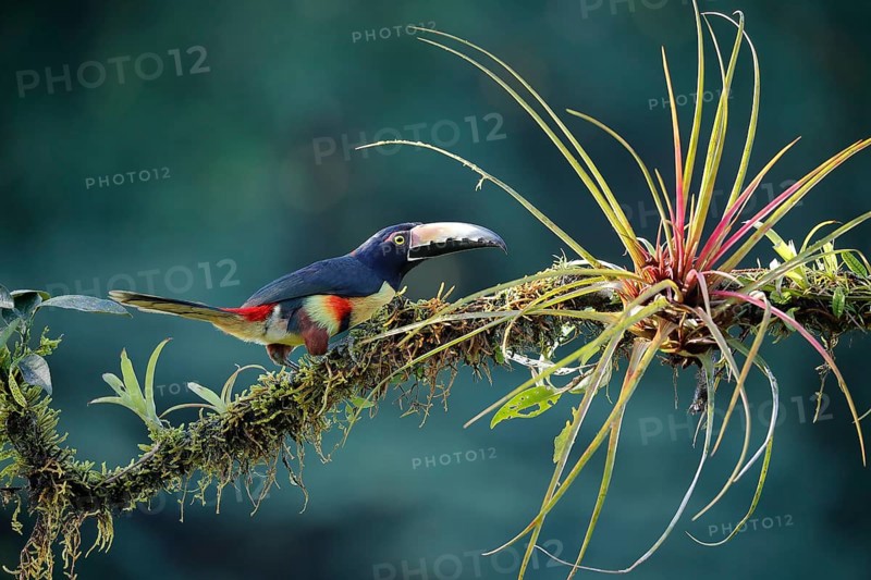 Collared aracari