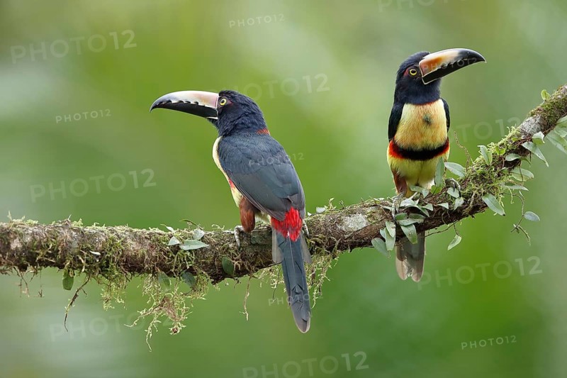 2 collared aracari