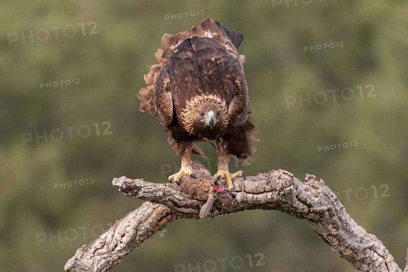 Golden eagle