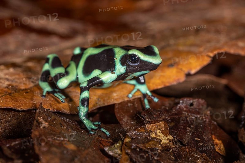 Green and black poison dart frog