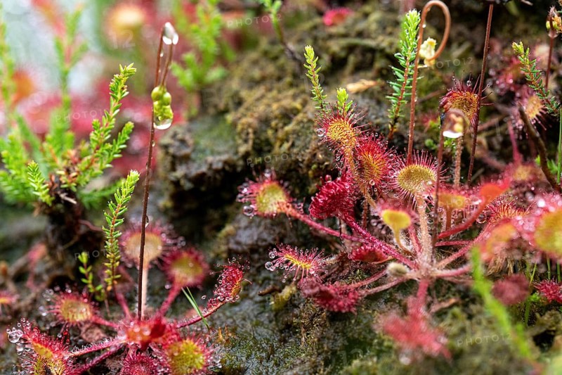 Round-leaved common sundew