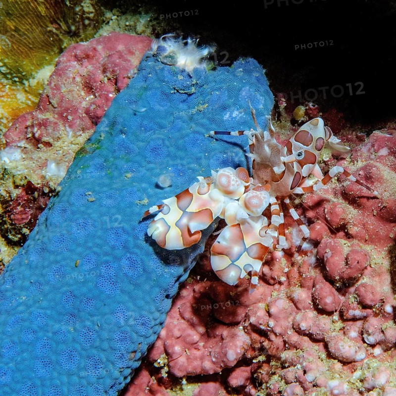 Eastern harlequin shrimp