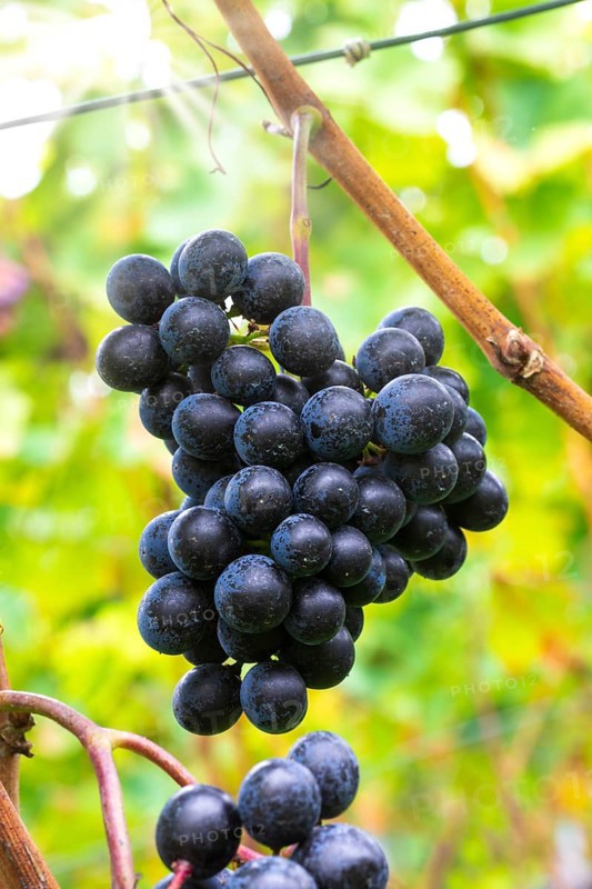 Blue grapes