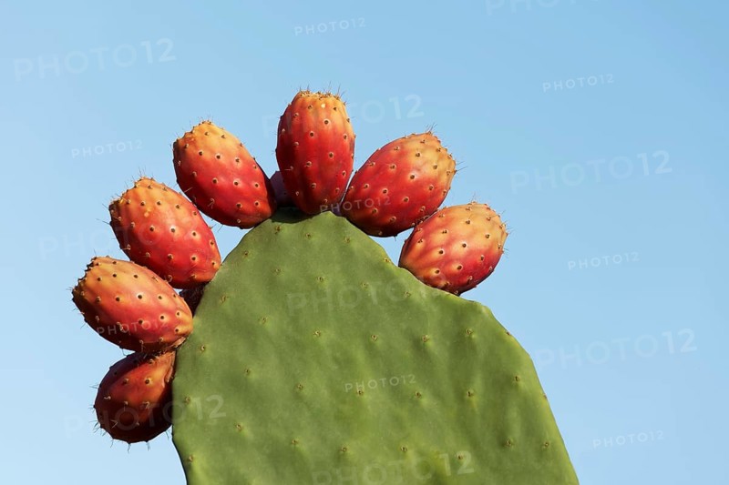 Cactus pear