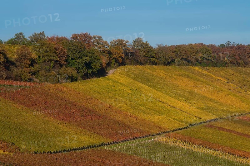 Autumn-coloured vineyards
