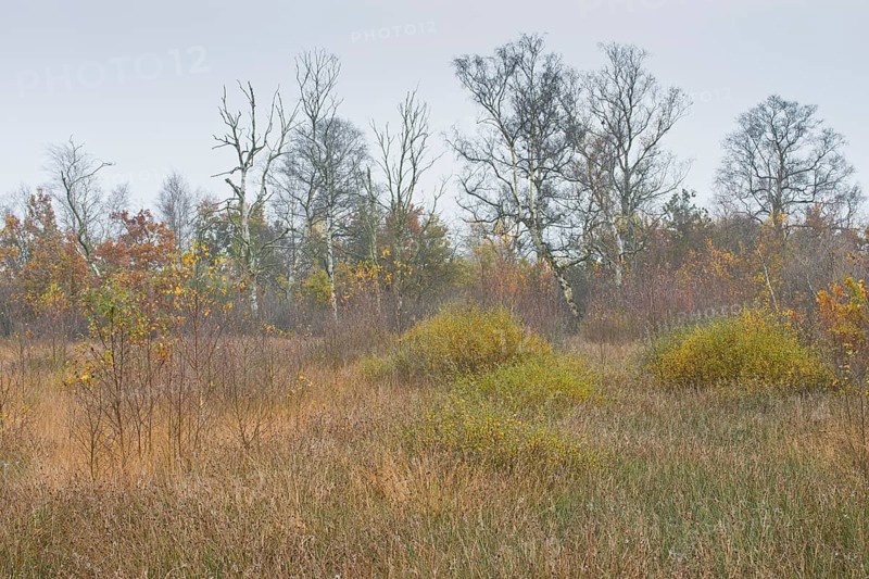 Moorland