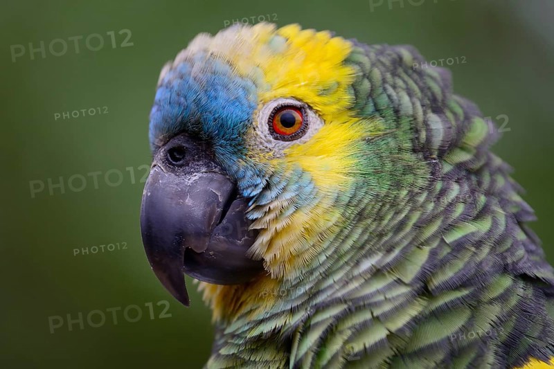 Blue-fronted amazon