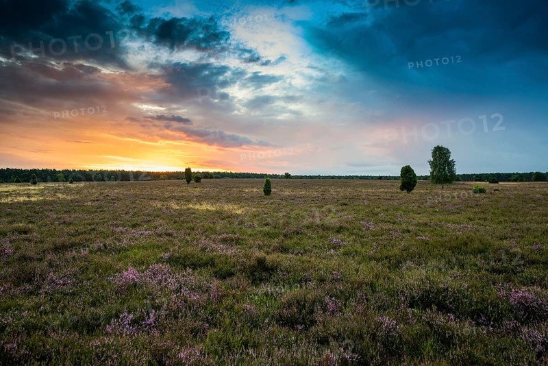 Flowering heath and birch trees