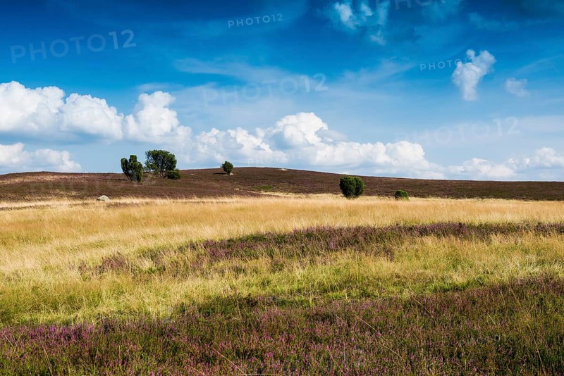 Flowering heath and juniper