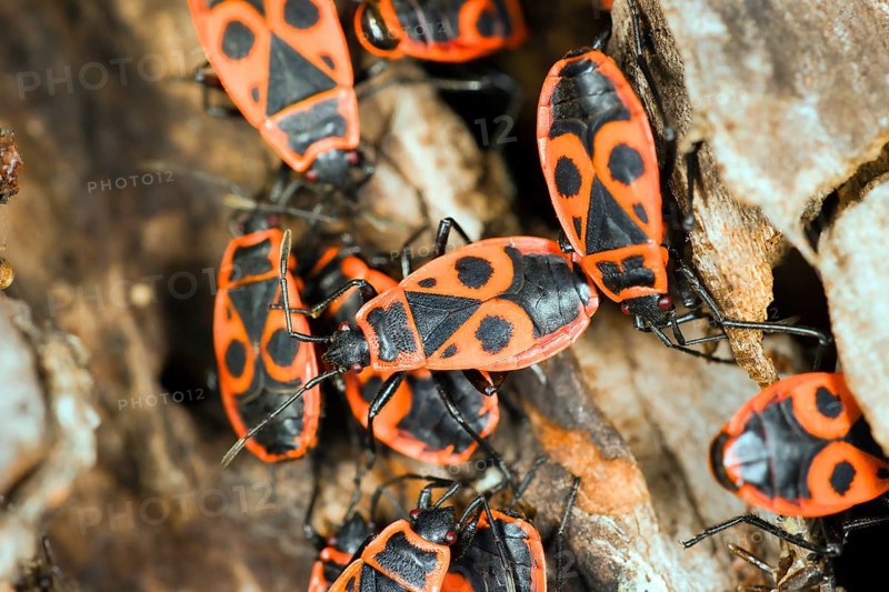 Fire bugs