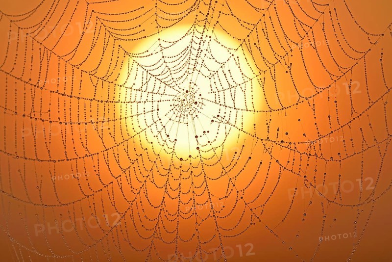 Spider's web with morning dew
