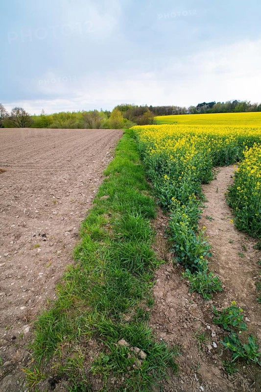 Rape field