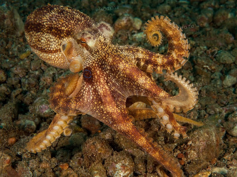 Highly venomous ocellatus octopus