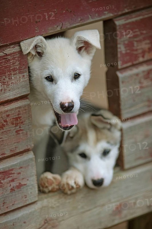 Siberian huskies