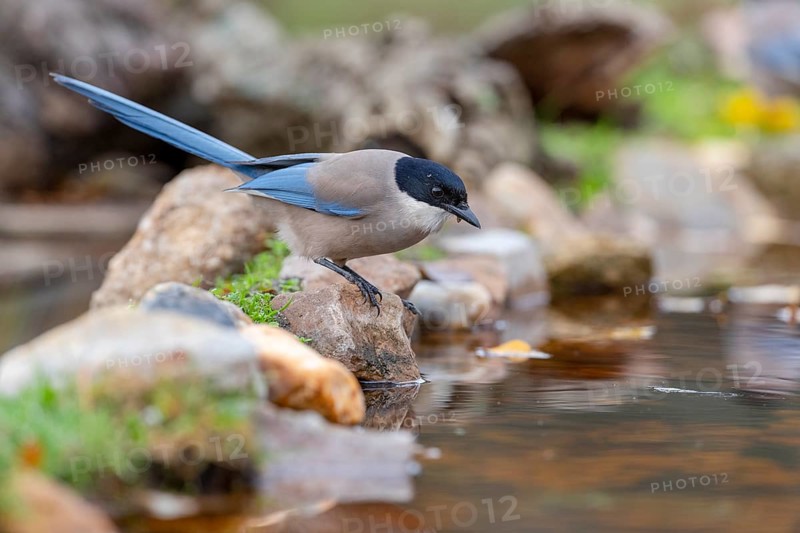 Azure-winged magpie