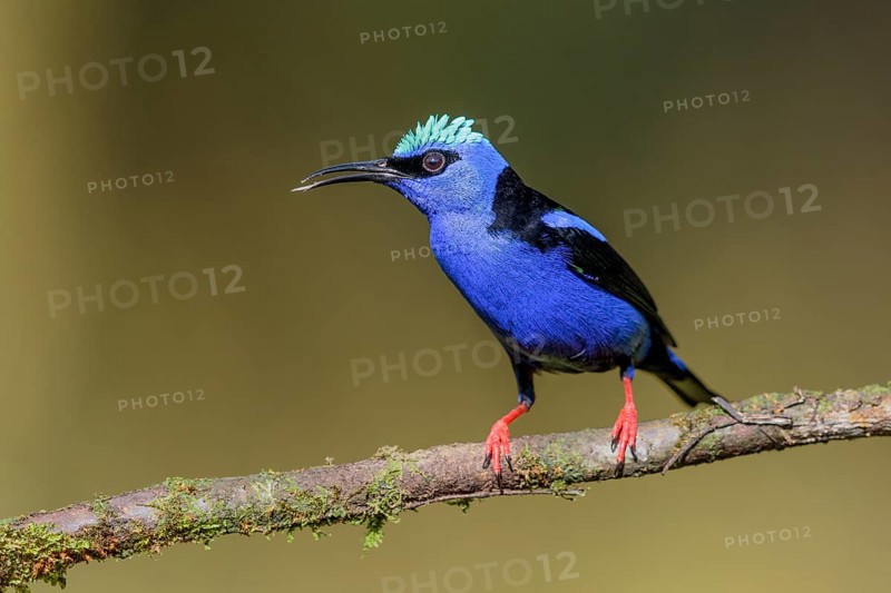 Turquoise Honeycreeper or Red-footed Honeycreeper