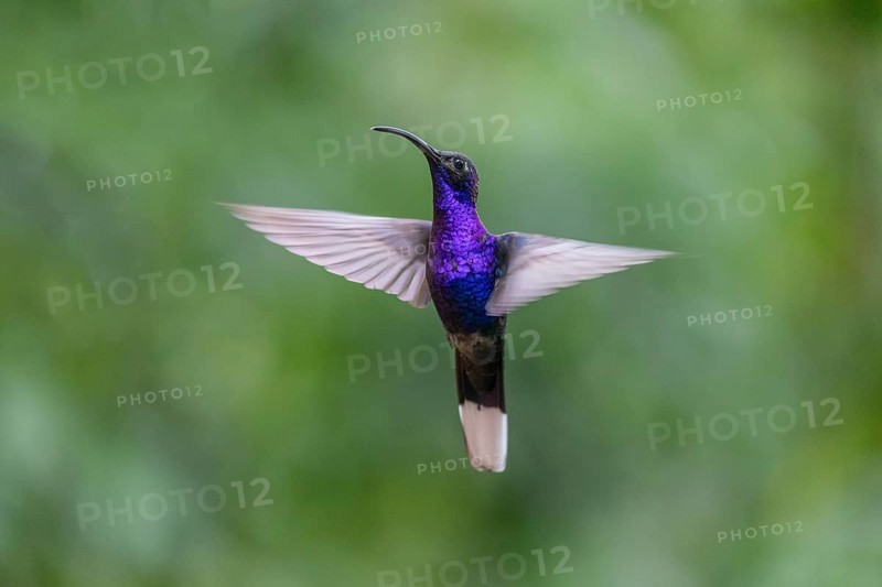 Violet Sabrewing