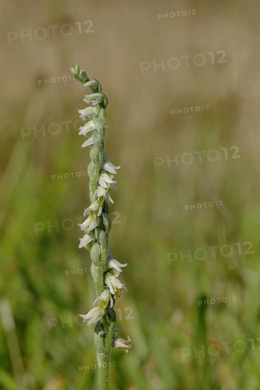 Autumn lady's-tresses