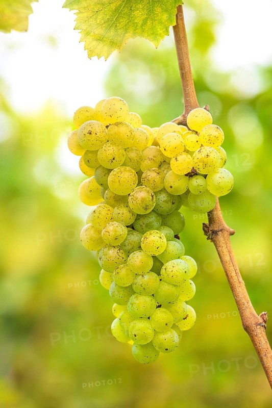 Grapes