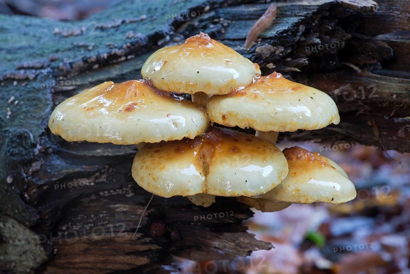 Golden scalycap