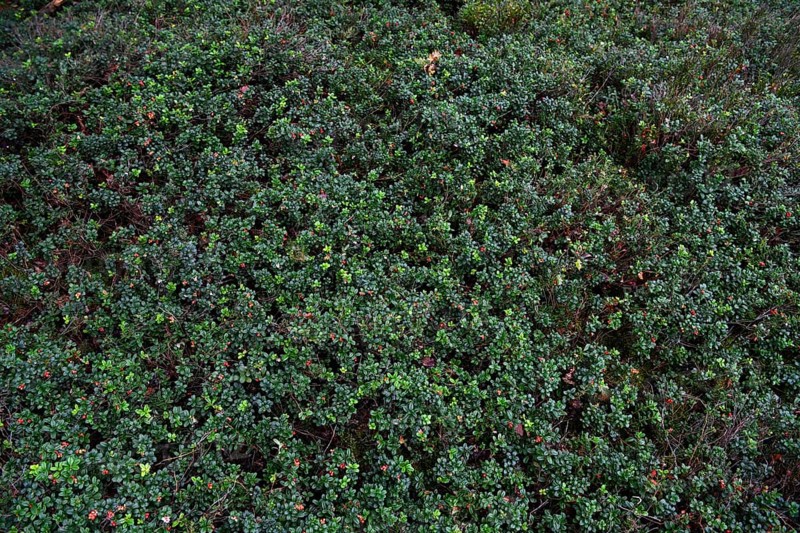 Lingonberry