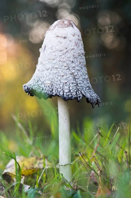 Shaggy ink cap