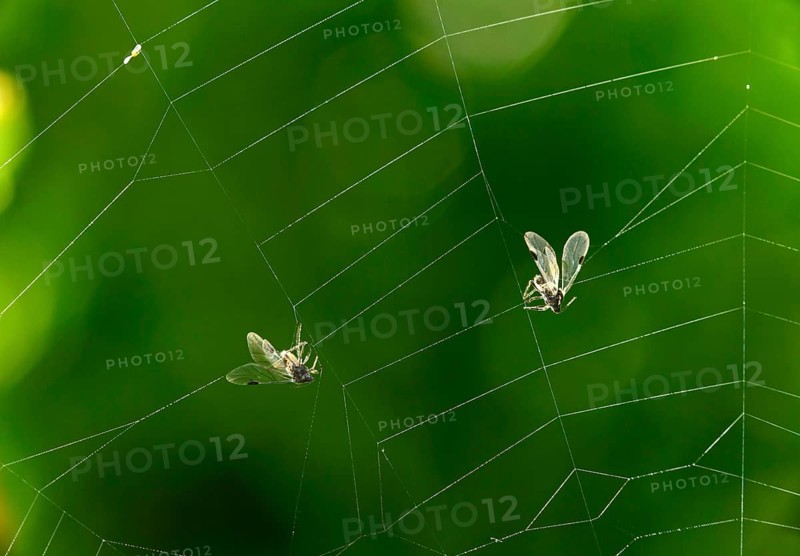 A fly caught on the adhesive droplets of the trapping threads in the net of an longjawed orbweaver