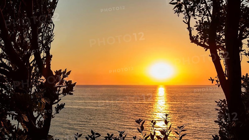 Sunset behind trees by the sea