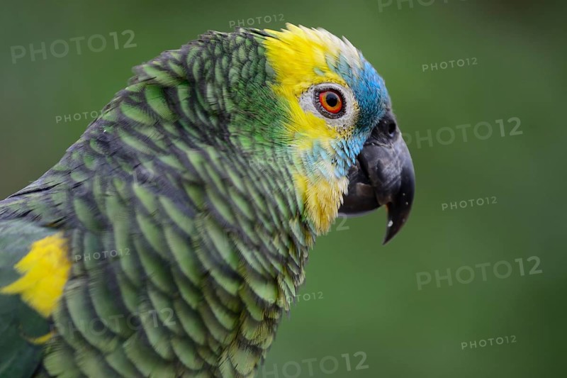Blue-fronted amazon