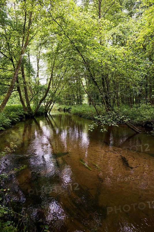 Small river in the forest