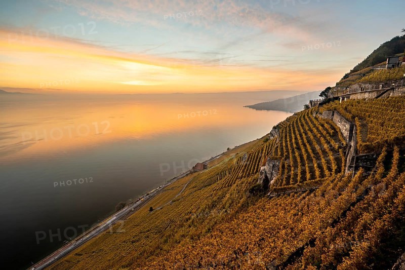 Vineyards in autumn near Chexbres