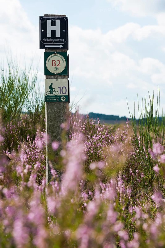 Blooming heath and hiking trail sign