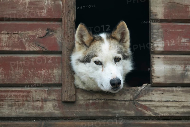 Siberian Husky Looking Out of a Dog House Lapland Finland