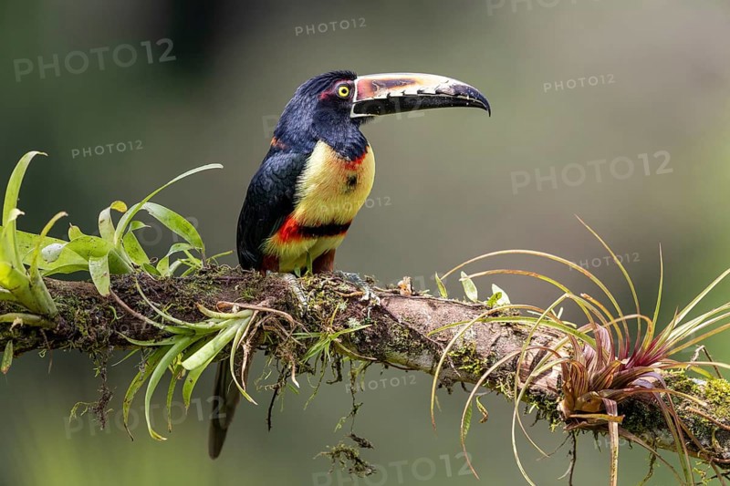 Collared aracari