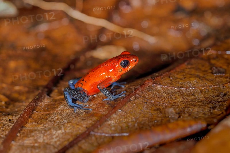 The strawberry poison-dart frog
