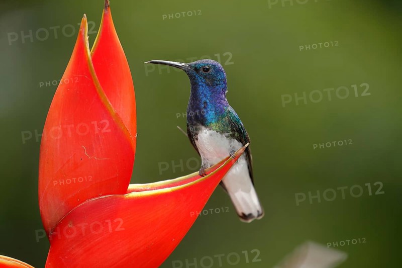 White necked jacobin