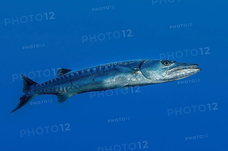 Single great barracuda