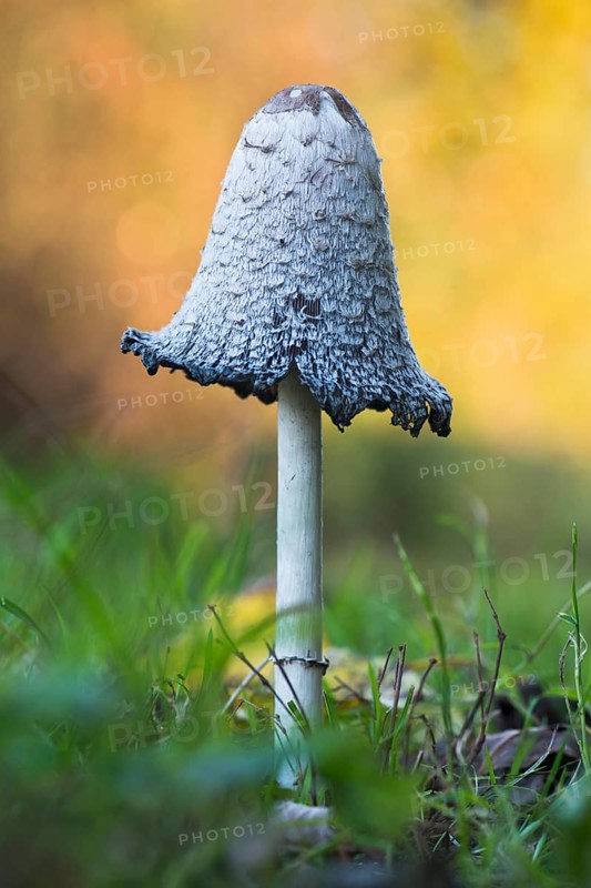 Shaggy ink cap