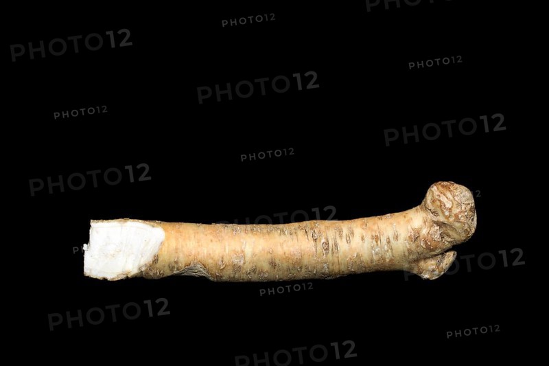 Fresh horseradish