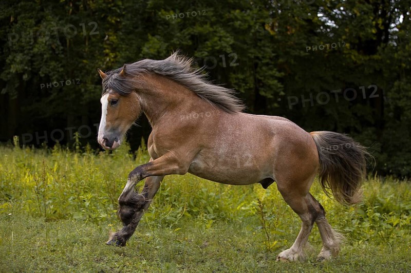 Young cold-blooded mix gelding galloping in the meadow