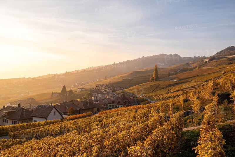 Vineyards in autumn near Epesses