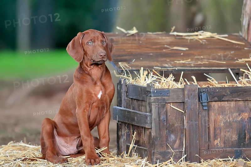 Rhodesian ridgeback domestic dog