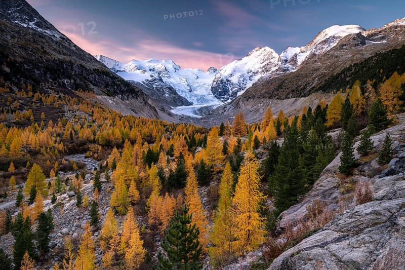 Autumn larch forest in front of Morteratsch glacier