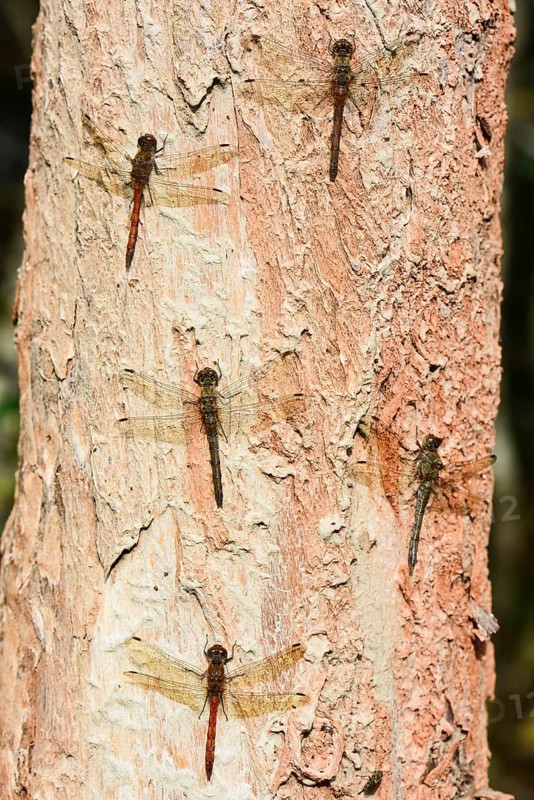Ruddy darter