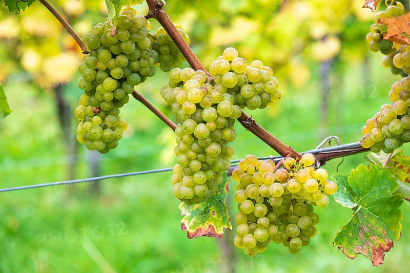 Grapes