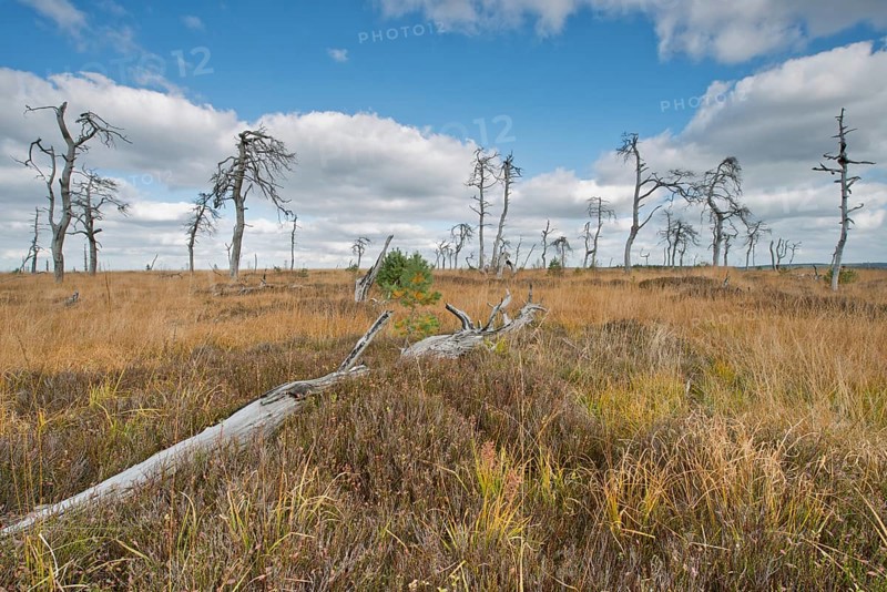 Dead scots pine