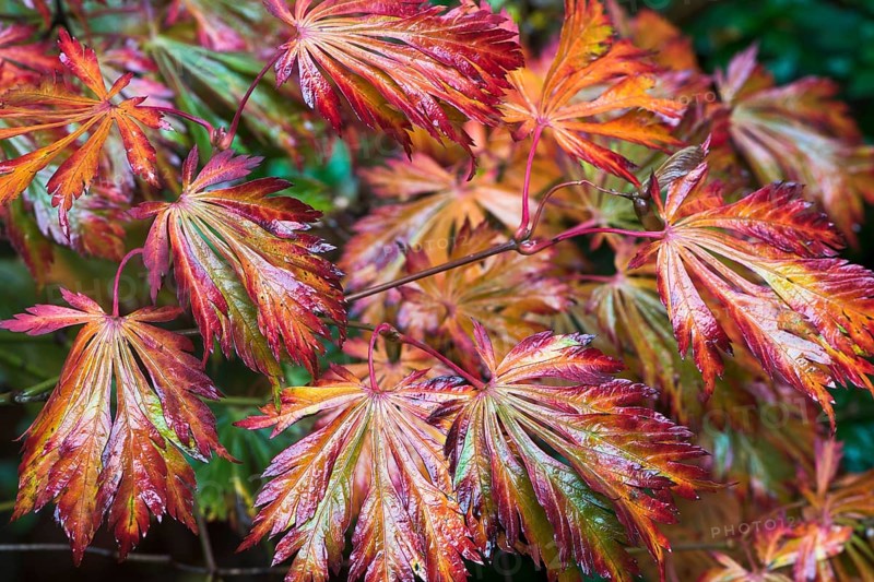 Fullmoon maple